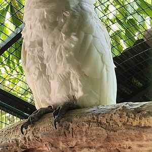 Jungle Island - White Cockatoo