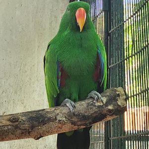 Jungle Island - Eclectus Parrot