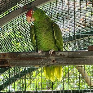 Jungle Island - Red-crowned Amazon