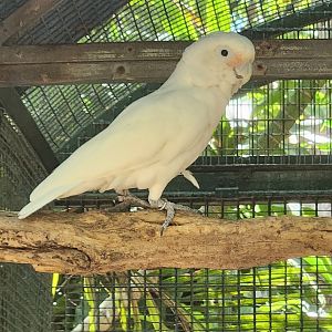Jungle Island - Goffin's Corella
