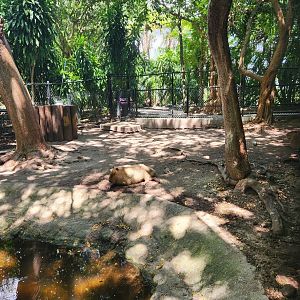 Jungle Island - Capybara exhibit