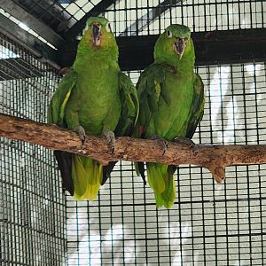 Jungle Island - Mealy Amazon