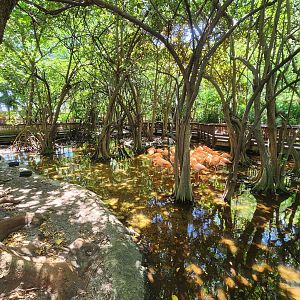 Jungle Island - American Flamingo pond