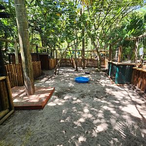 Jungle Island - Red-necked Wallaby exhibit