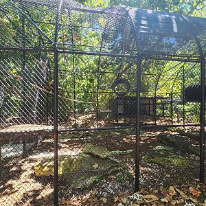 Jungle Island - Lar Gibbon enclosure
