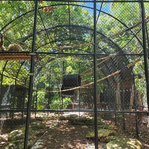 Jungle Island - Lar Gibbon enclosure alt. view