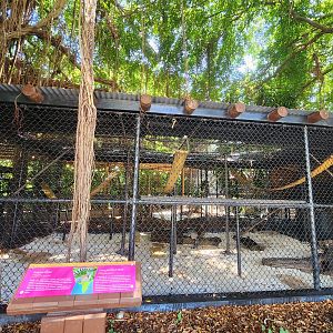 Jungle Island - Ringtail Lemur enclosure