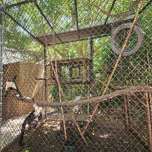 Jungle Island - White-headed Capuchin enclosure