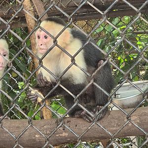 Jungle Island - White-headed Capuchin