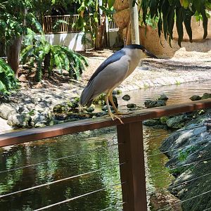 Jungle Island - Black-crowned Night Heron (Wild)