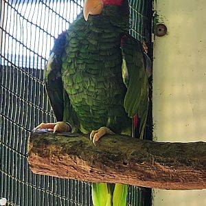 Jungle Island - Yucatan Amazon