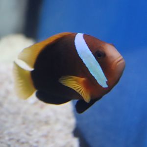 Amphiprion melanopus?