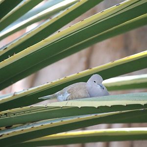 African Collared Dove (Streptopelia roseogrisea)