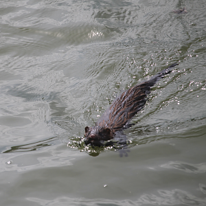 American Mink (Neovison vison)