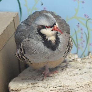 Chukar (Alectoris chukar)