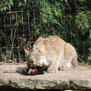 Canada Lynx with meal