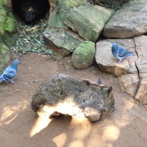 Featherdale 2012 - Southern Hairy-nosed Wombat and wild Domestic Pigeons