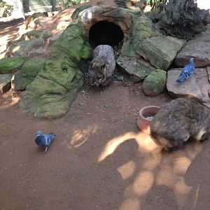 Featherdale 2012 - Southern Hairy-nosed Wombats and wild Domestic Pigeons