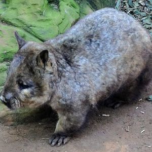 Featherdale 2012 - Southern Hairy-nosed Wombat