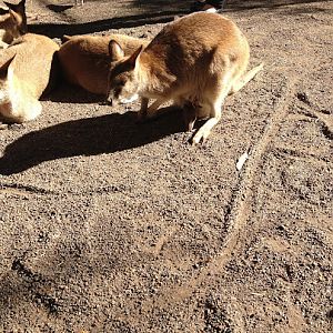 Featherdale 2012 - Parma Wallabies