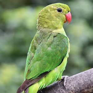 Black-winged Lovebird (Agapornis taranta)