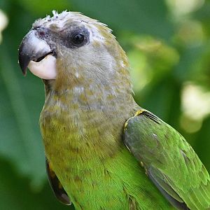 Brown-headed Parrot (Poicephalus cryptoxanthus)