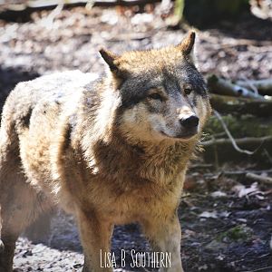 Male European Wolf