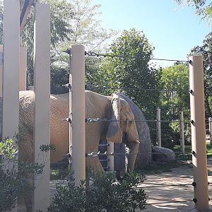 Kallie Crossing Over