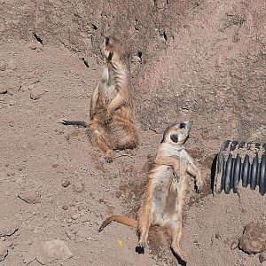 Sunbathing Meerkats