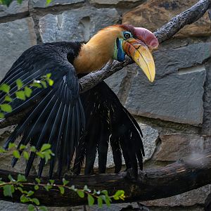 Knobbed hornbill (Rhyticeros cassidix)