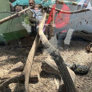 African civet exhibit