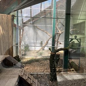 African palm civet exhibit