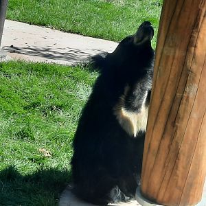 Shiva the Sloth Bear