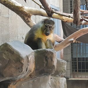 Golden Belly Mangeby