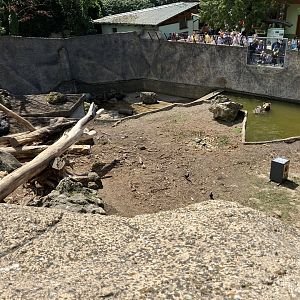 First brown bear enclosure