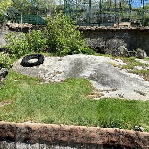Second brown bear enclosure