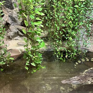 Siamese crocodile exhibit