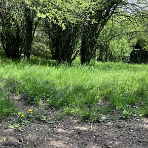 Southern cassowary enclosure