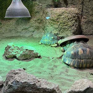 Radiated tortoise exhibit