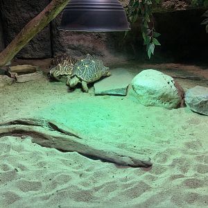 Indian star tortoise exhibit