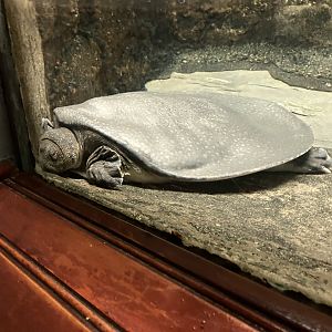 Nile soft-shelled turtle