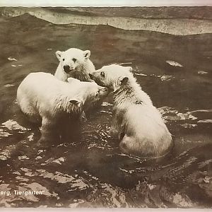 Polar bear cubs