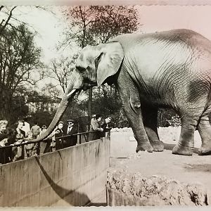 African elephant and zoo guests