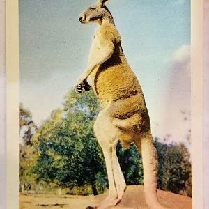 "Big Red" (Red kangaroo)