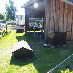 Domestic guinea pig and Domestic fancy mouse exhibits, 2023-05-31