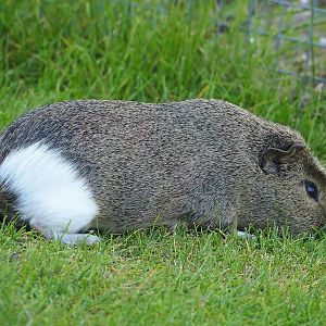 Domestic guinea pig (Cavia porcellus), 2023-05-31