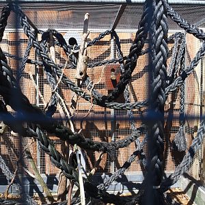 Japanese squirrel exhibit, 2023-05-31