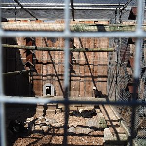 Dutch white-crested chicken and Old Dutch gull pigeon aviary, 2023-05-31