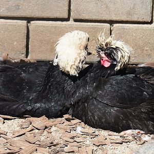 Dutch white-crested chickens (Gallus domesticus), 2023-05-31