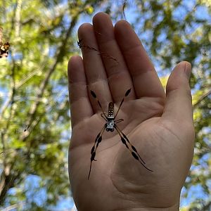 Golden Silk Orb Weaver